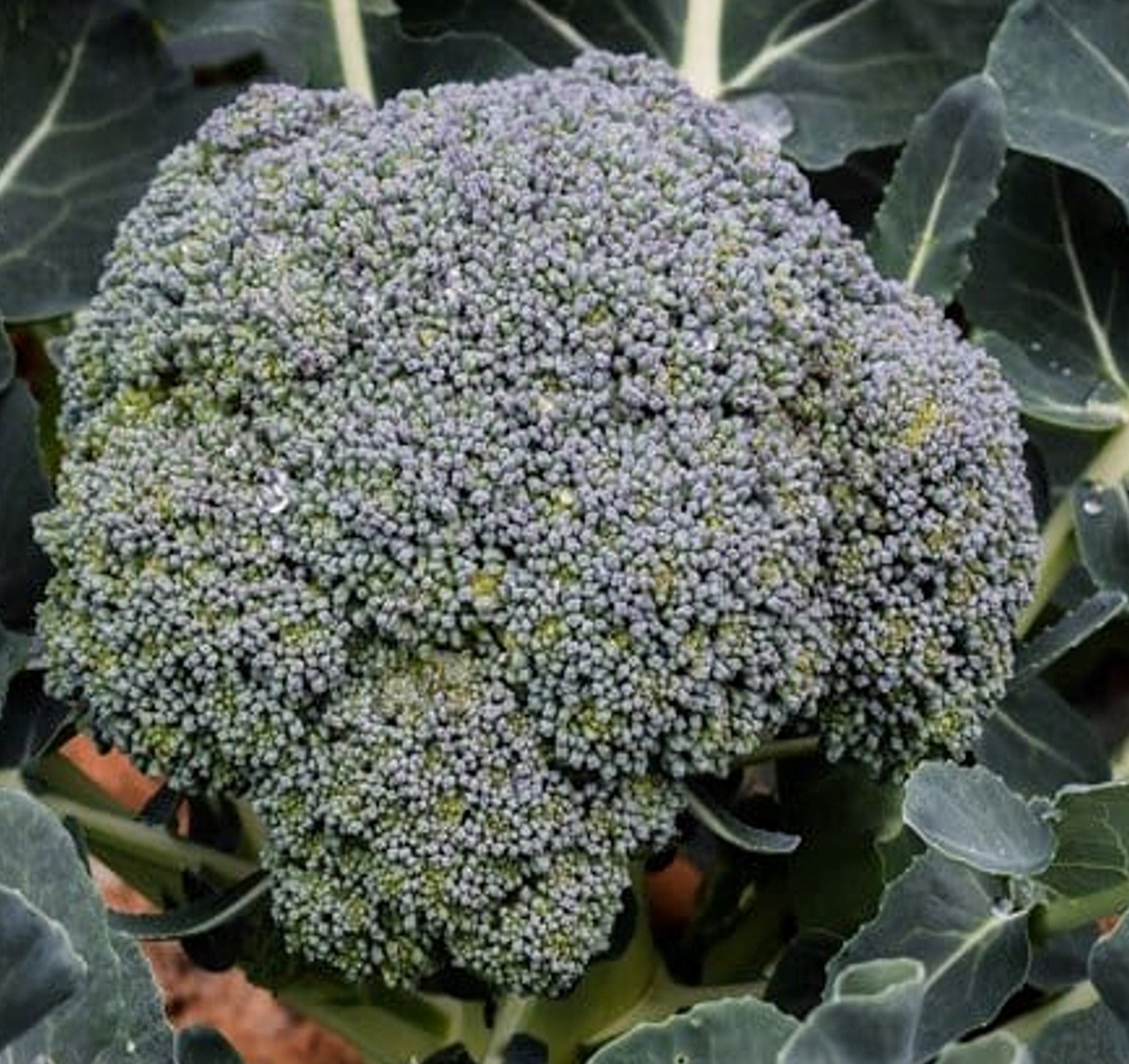 Broccoli Waltham 29 Growing Guide