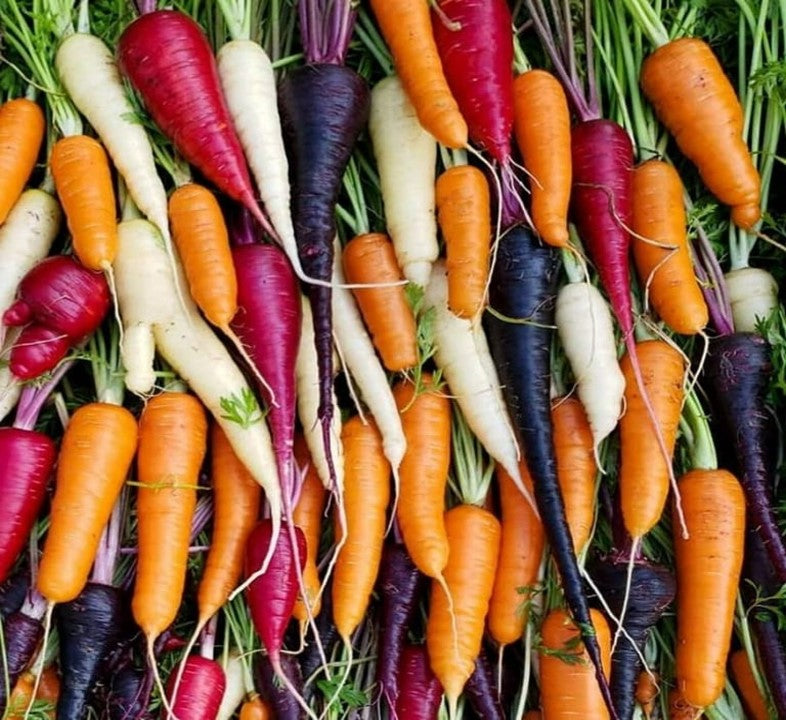 Rainbow Blend Carrots Growing Guide