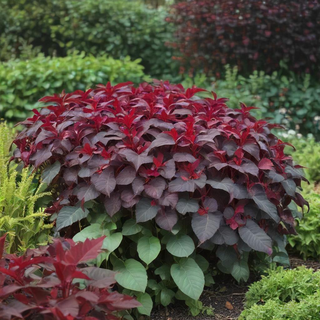 Amaranth Seeds