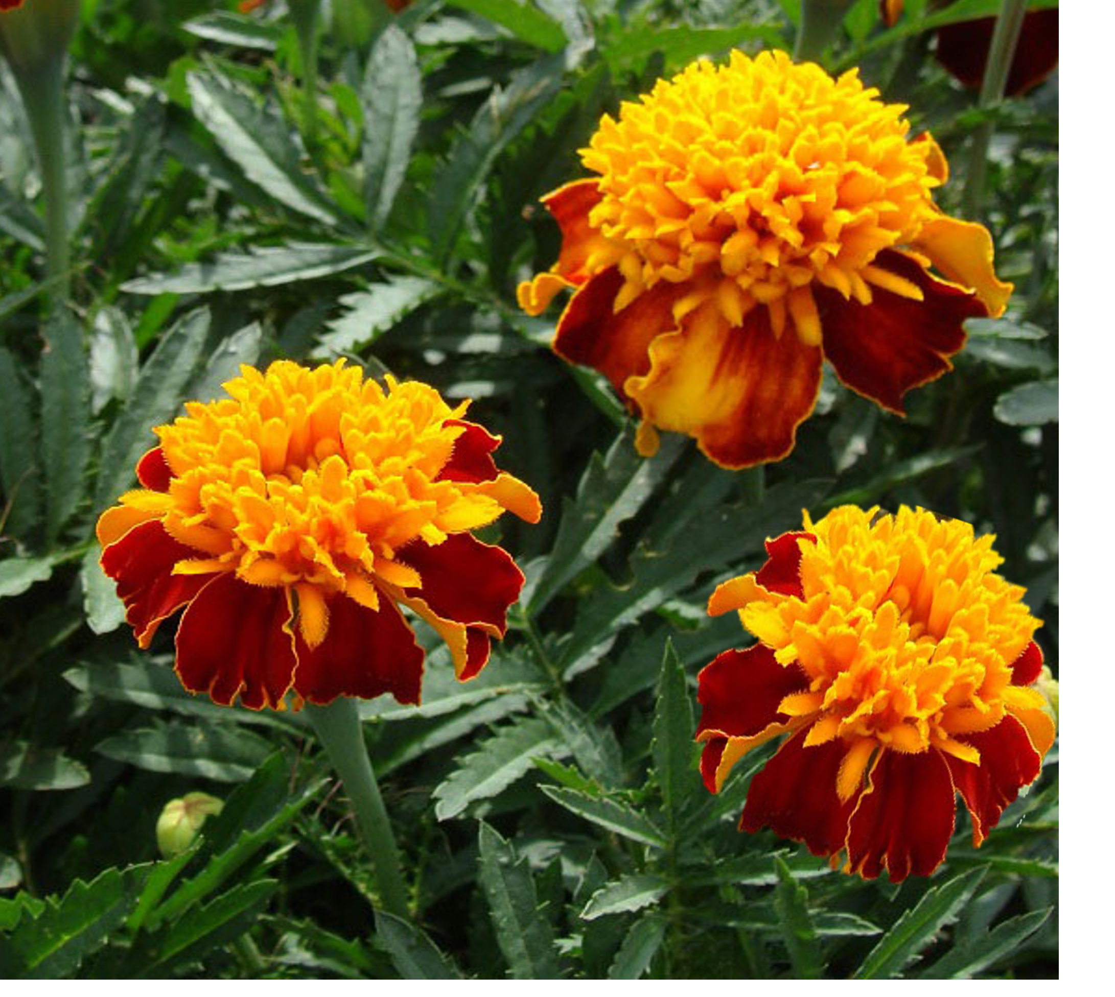 Marigold