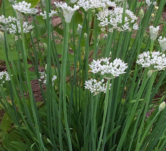 Chives