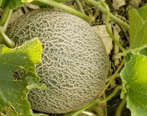 Melon