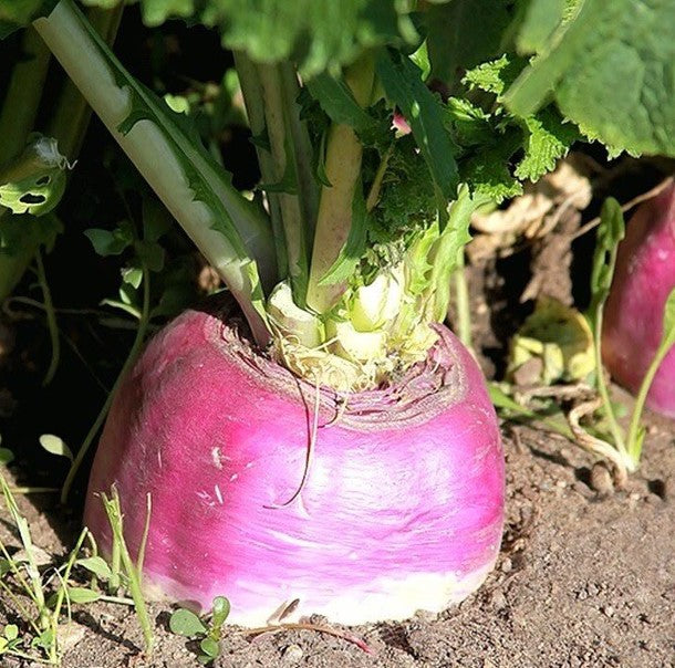 Rutabaga