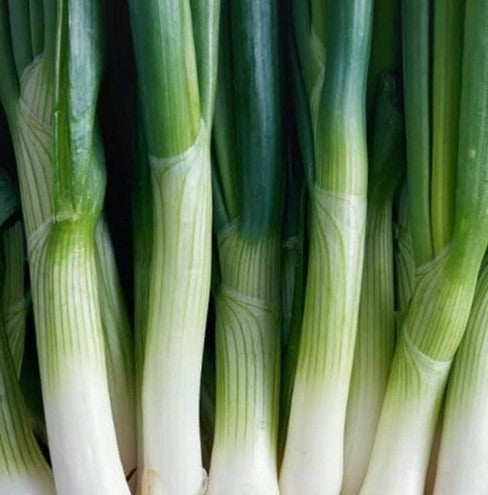 Leek