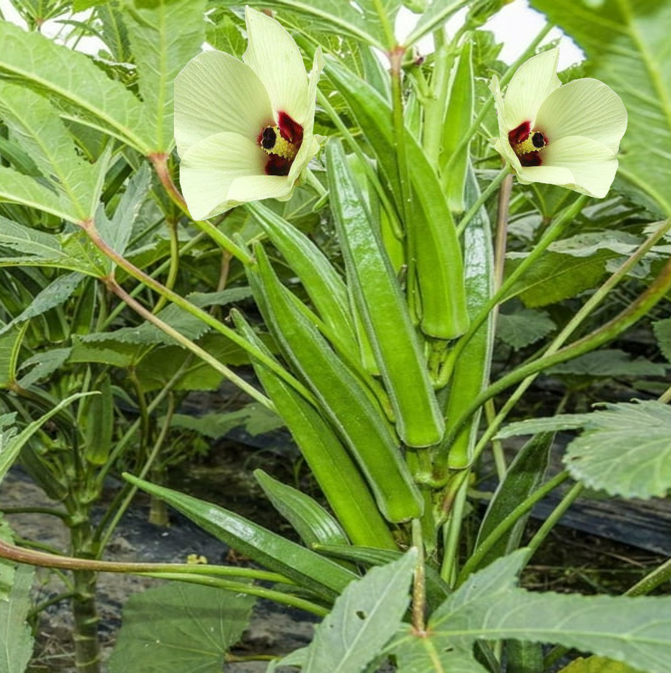 Okra