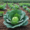 Cabbage Green Express Vegetable Garden 