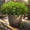 Parsley Seeds – Dark Green Italian Flat Leaf