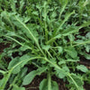 Arugula Seeds - Rocket (Roquette) Garden Seeds