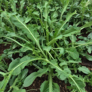 Arugula Seeds - Rocket (Roquette) Garden Seeds