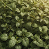 Oregano - Common Italian