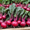 Ruby Queen Beets Fresh Harvest