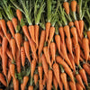 Carrot Seeds – Little Fingers Garden Seeds