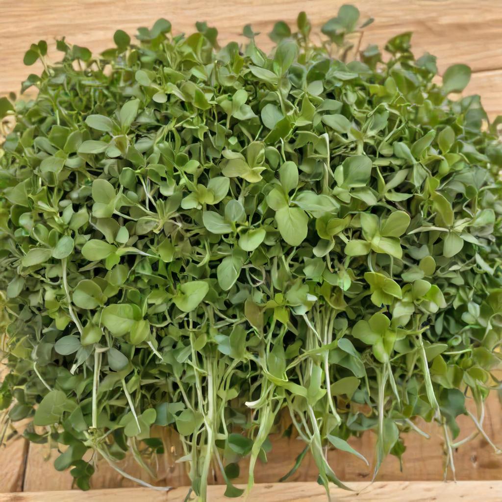 Sunflower Seeds - Black Oil - Microgreens