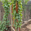 Bean Seeds – Pole Beans - Scarlet Runner Bean