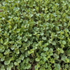 Broccoli - Waltham 29 - Microgreens