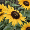 Sunflower Seeds - Lemon Queen Flower Garden Seeds