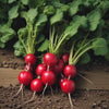 Radish Seeds – Champion