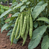 Bean Seeds - Bush Bean - Tendergreen