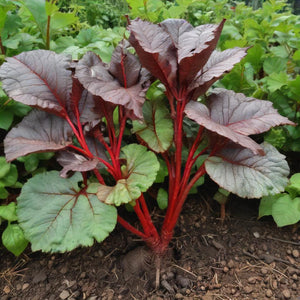 Beet  Early Wonder Tall Top - Vegetable Garden 