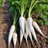 Radish Seeds – White Icicle