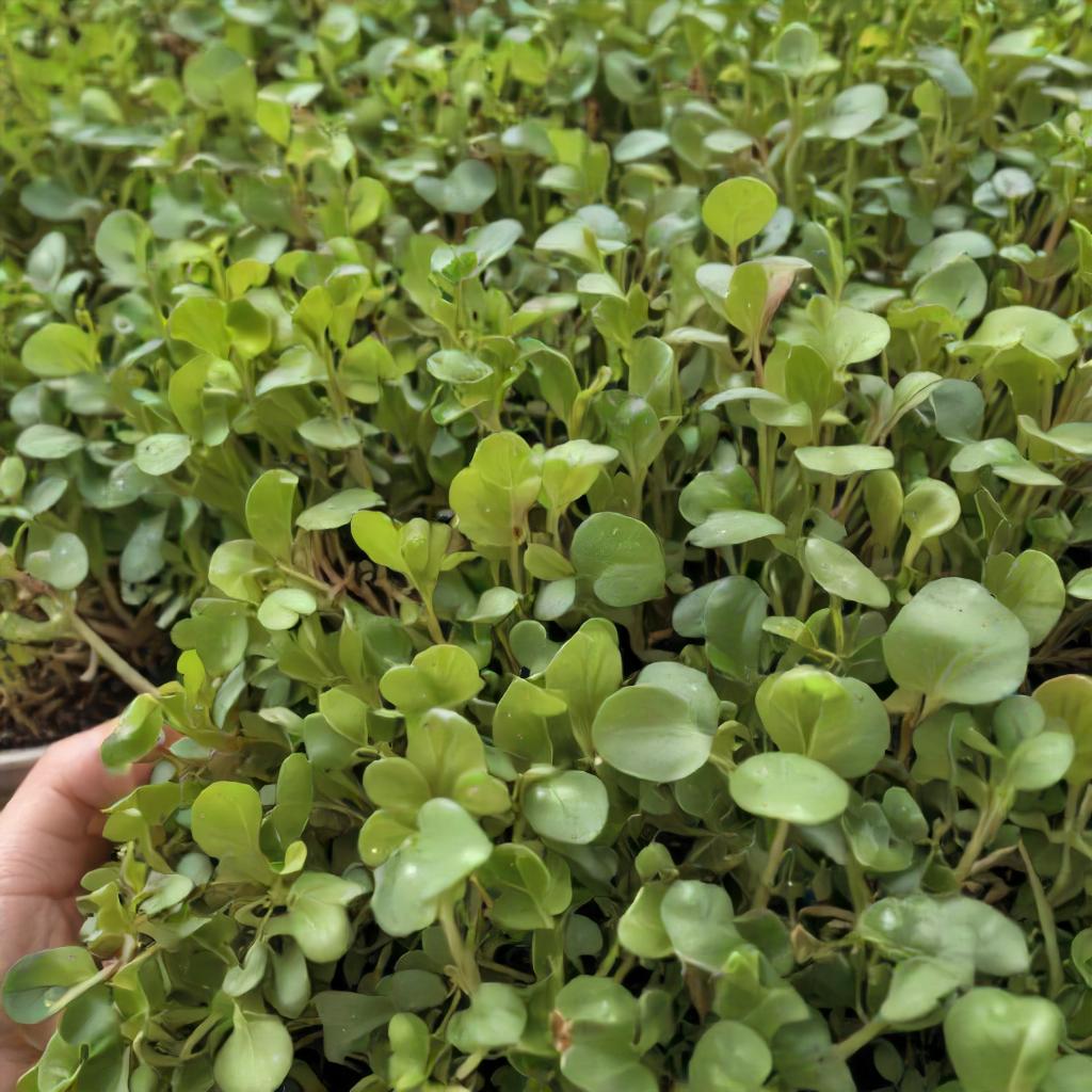 Romaine Lettuce Seeds - Cimmaron - Microgreens