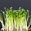 Leek Seeds - Large American Flag - Microgreens