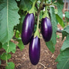 Eggplant Seeds – Long Purple