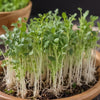 Turnip Seeds - Purple Top White Globe - Microgreens