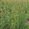 Cumin Seeds