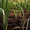 Onion Seeds - Bunching - Crimson Forest