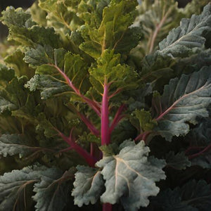 Kale Seeds – Red Russian Garden Seeds From Back Home Seed.  Red Russian Kale Growing In Vegetable Garden