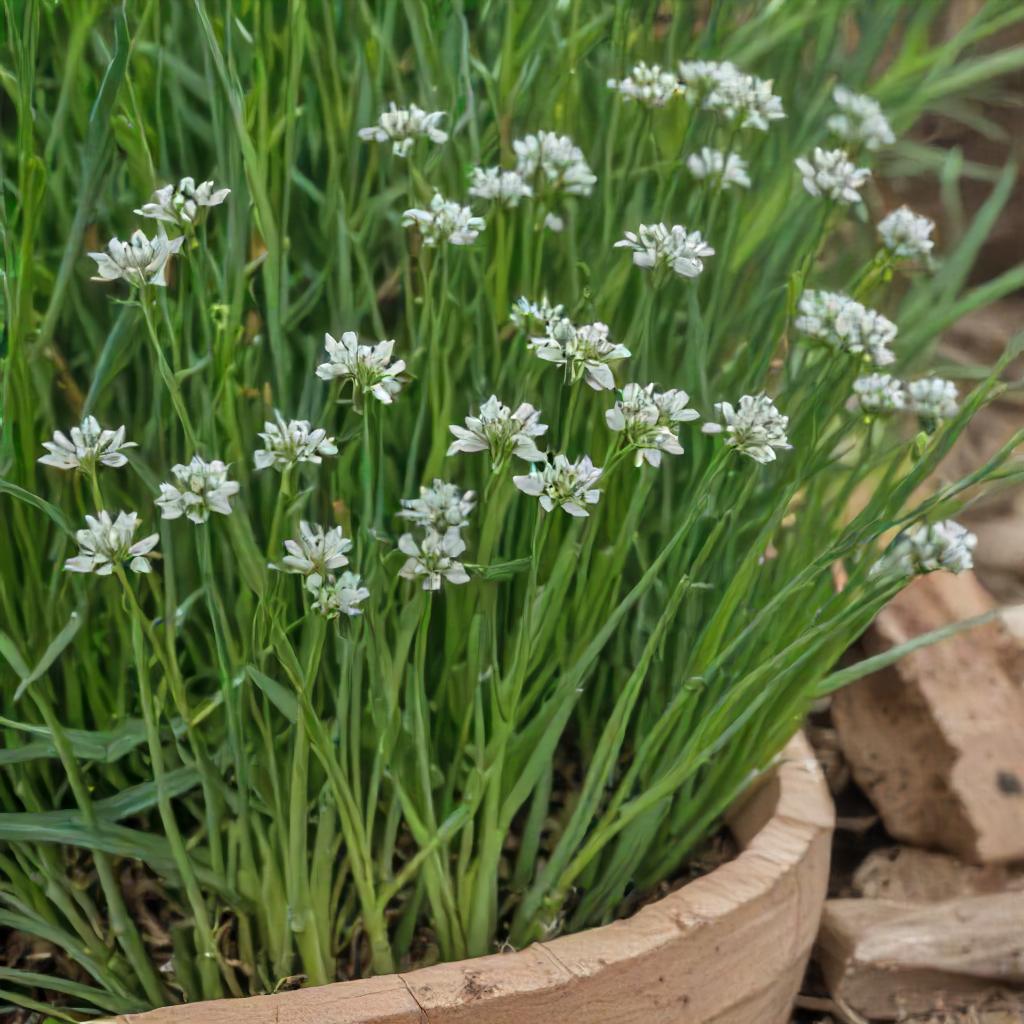 Chives Seeds – Garlic