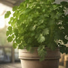 Cilantro Seeds – Leisure Splits