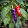 Pepper Seeds - Purple Tiger Hot Pepper