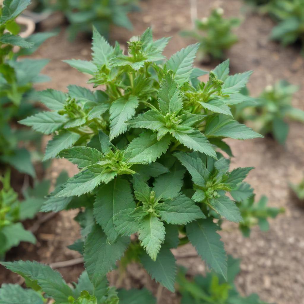 Catnip Culinary Herb Seed Growing In Garden