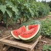 Watermelon Seeds - Crimson Sweet Picnic Watermelon