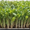 Romaine Lettuce Seeds - Cimmaron - Microgreens