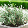 Rosemary Seeds