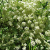 Anise Growing In Garden