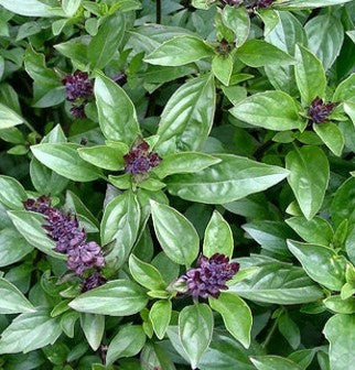 Basil Seeds – Cinnamon Basil Plant Growing