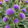 Cardoon Seeds - Herb Garden Seeds For Planting