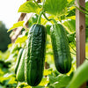 Cucumber Seeds - Muncher Burpless Cucumbers