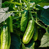 Cucumber Seeds - Bushy