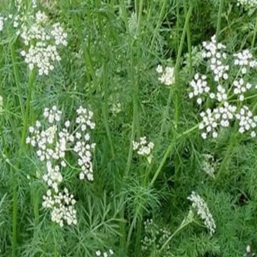 Cumin Seeds