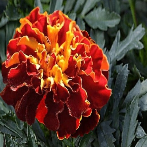 Marigold Seeds - French - Naughty Marietta Flower Seeds