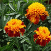 Marigold Seeds - French - Naughty Marietta Flower Seeds