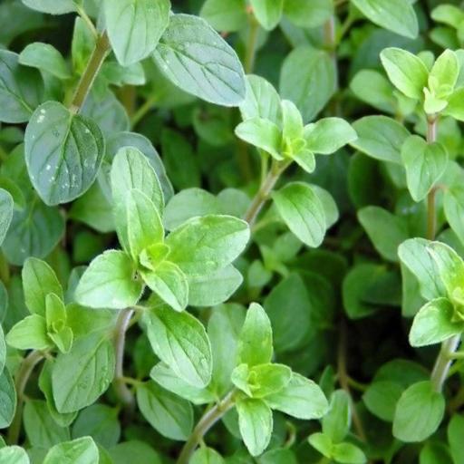 Oregano - Common Italian