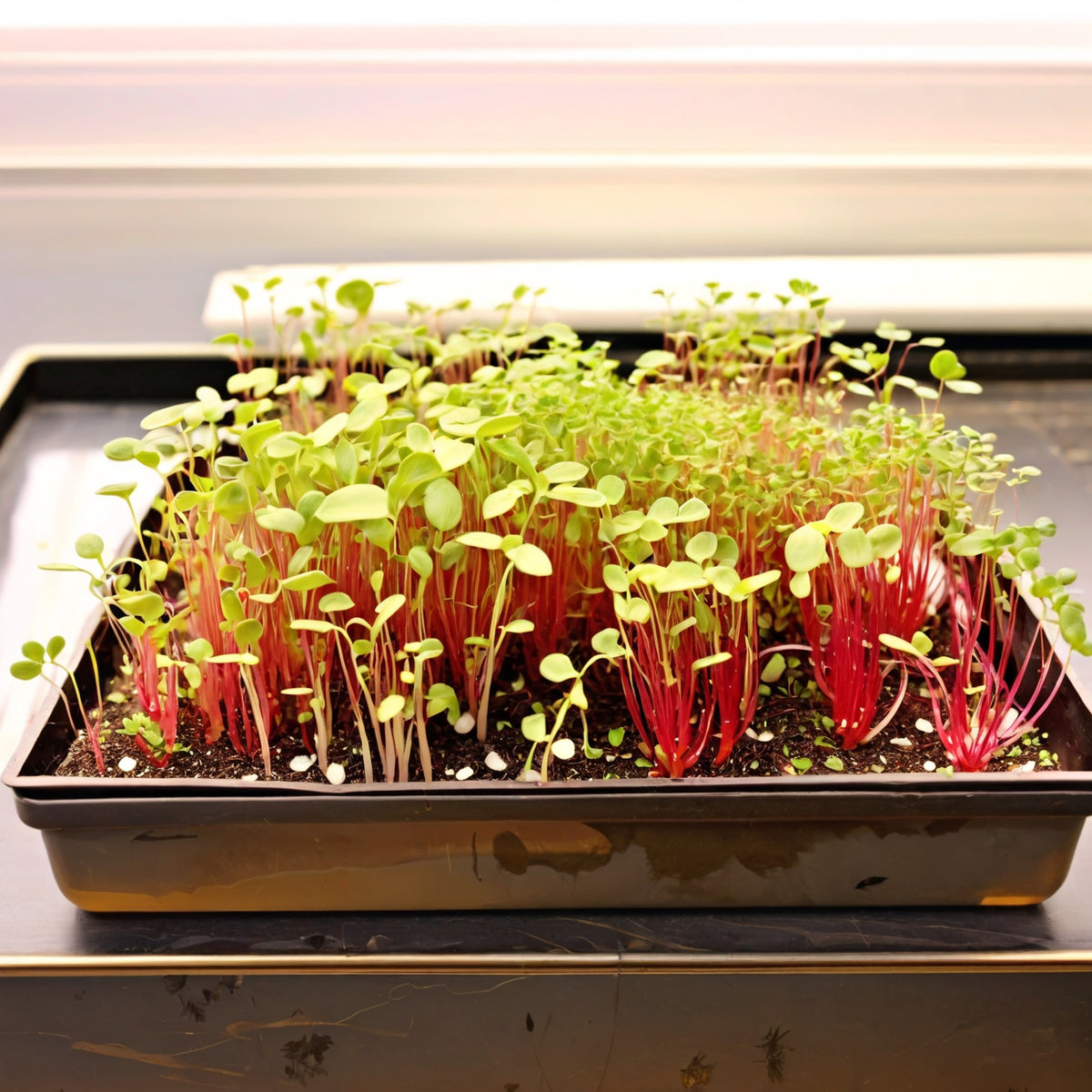 Swiss Chard Seeds - Ruby Red - Microgreens – Sow Me Seeds