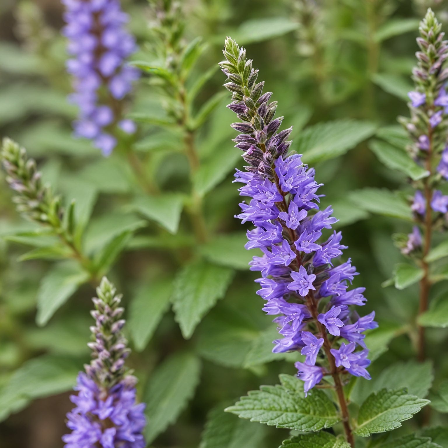 Hyssop Seeds - Herb Garden Seeds For Planting