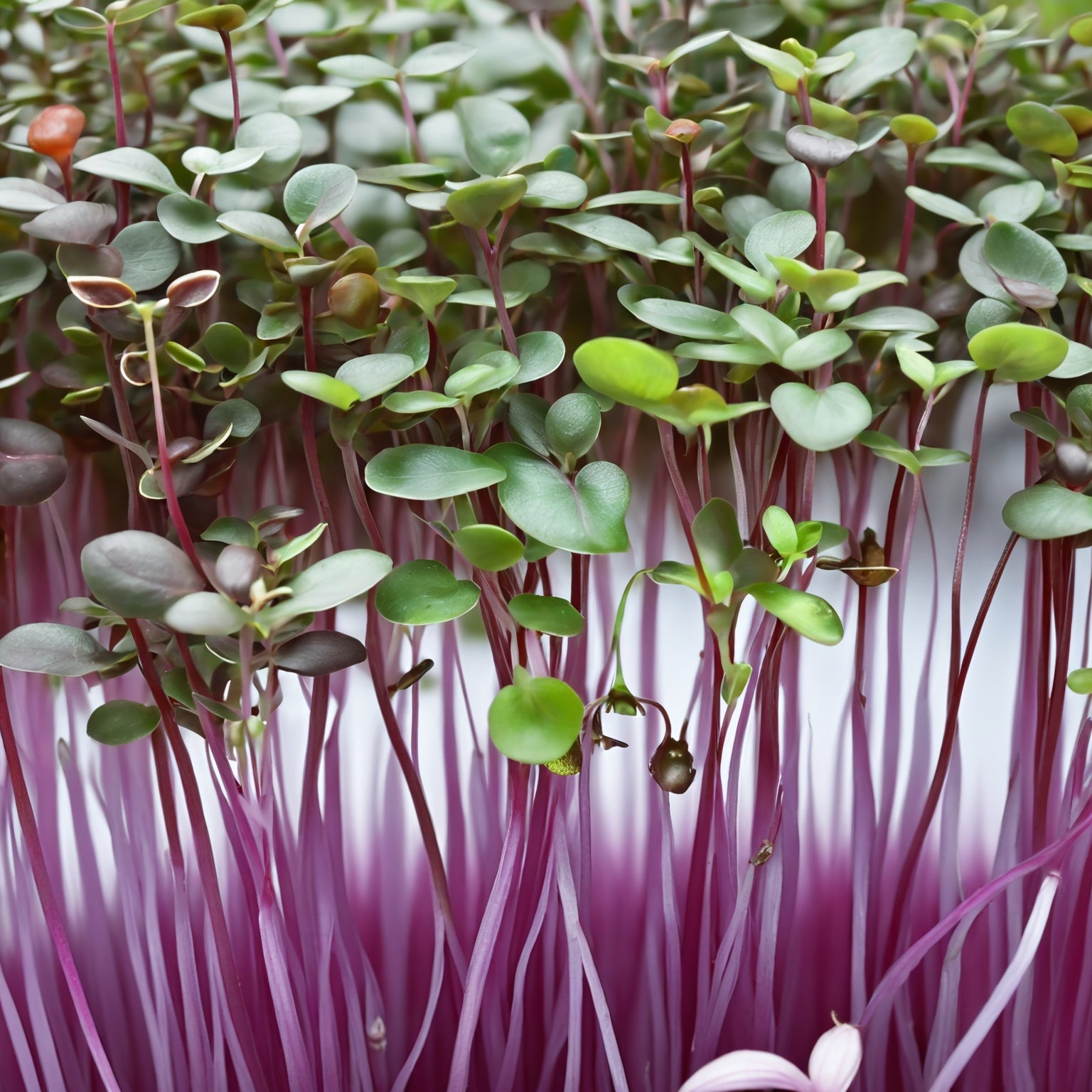 Cabbage Seeds - Mammoth Red Rock - Microgreens